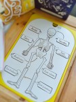 Ciało człowieka - układ kostny układanka i wysypywanka dla dzieci. Wkładka do stolika Ikea Flisat.